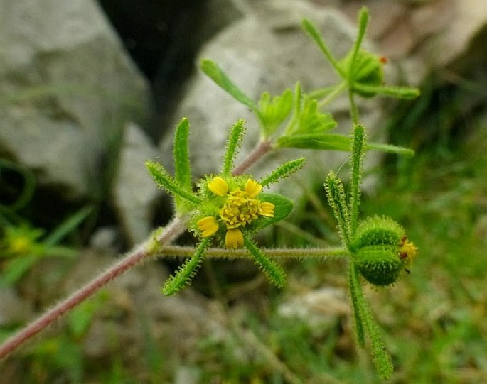 SIGESBECKIA ORIENTALIS L.