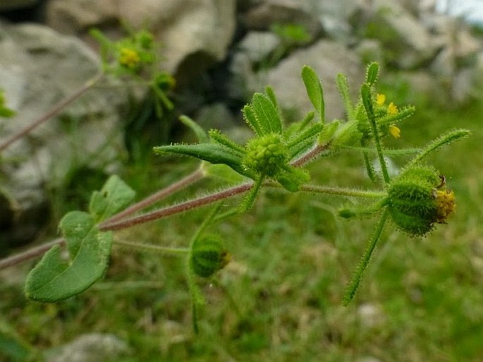 Sigesbeckia orientalis