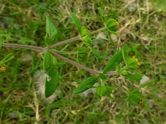 Sigesbeckia orientalis