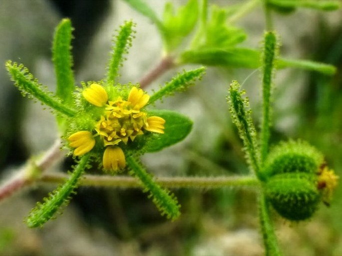 Sigesbeckia orientalis