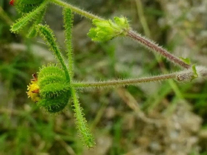 Sigesbeckia orientalis