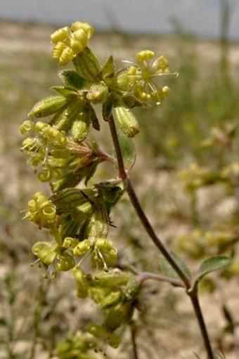 Silene cappadocica