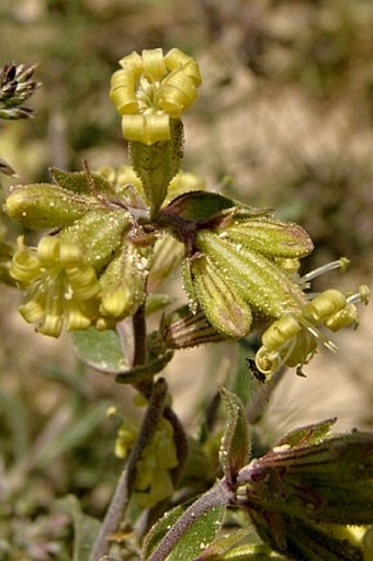 Silene argentea