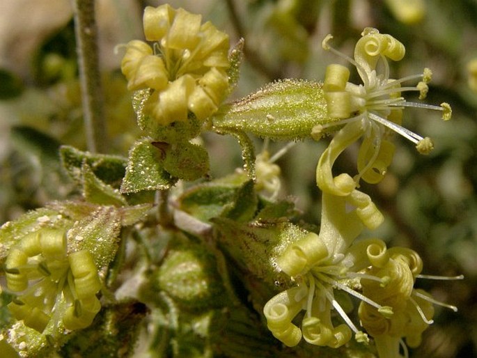 SILENE CAPPADOCICA Boiss. et Heldr. – silenka