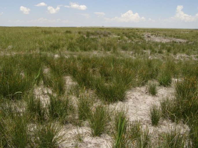 Silene cappadocica