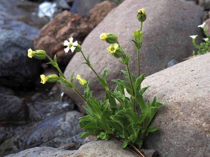 Silene andicola