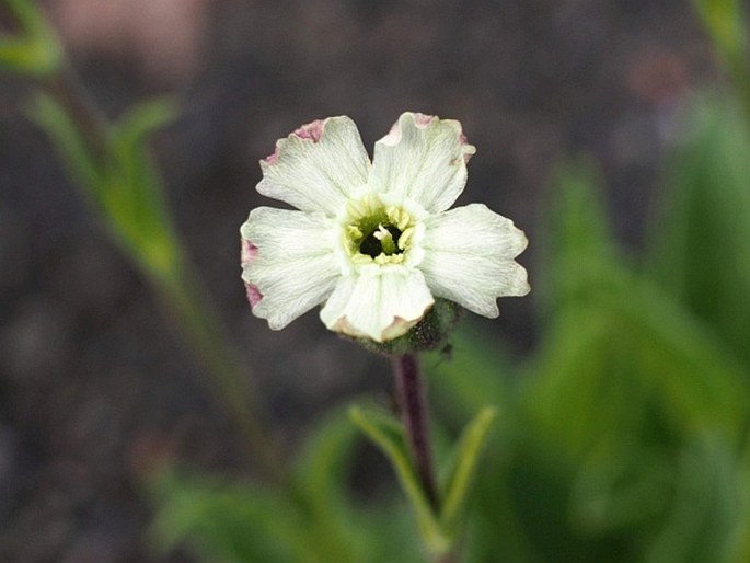 Silene andicola