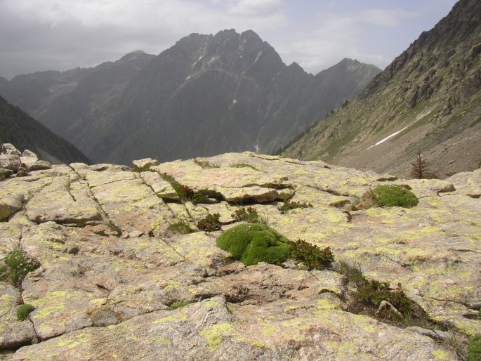 Silene acaulis subsp. bryoides