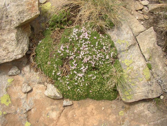 Silene acaulis subsp. bryoides