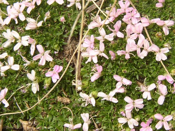 Silene acaulis subsp. bryoides