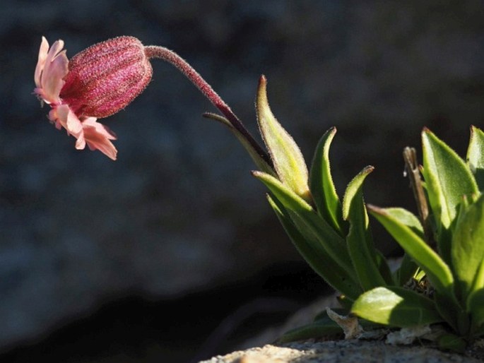 Silene chilensis