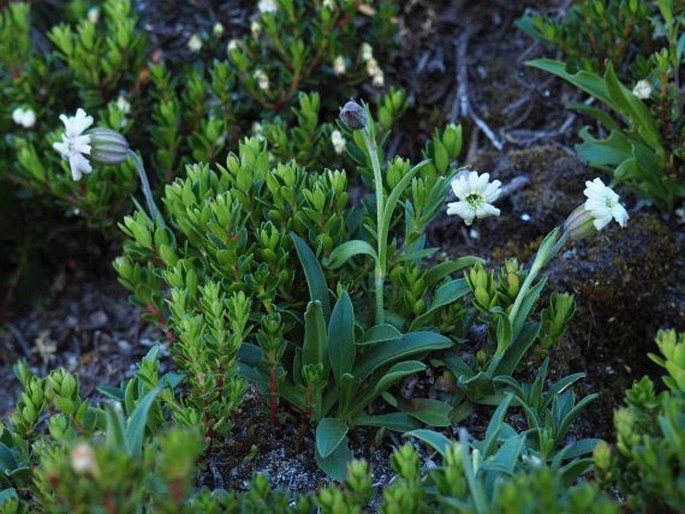 Silene chilensis