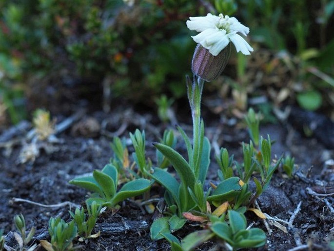 SILENE CHILENSIS (Naudin) Bocquet – silenka