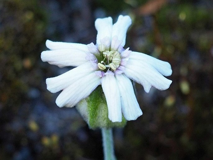 Silene chilensis