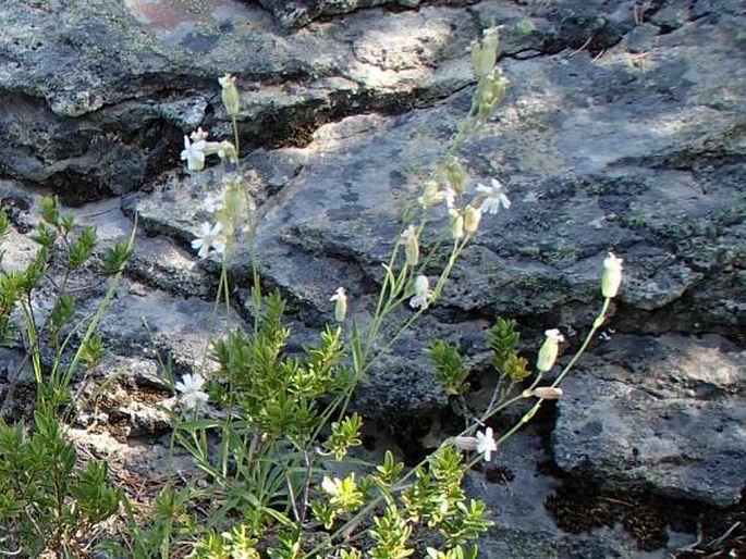 Silene douglasii