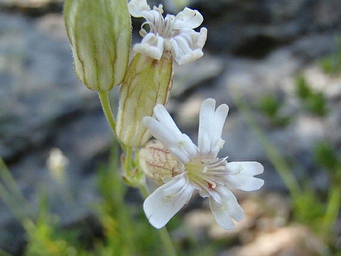 Silene douglasii