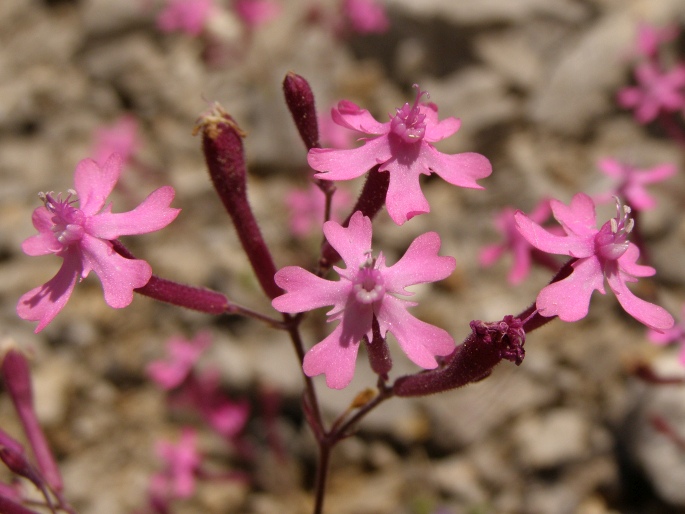 Silene aegyptiaca