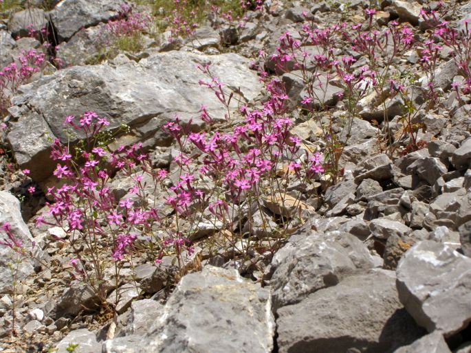 Silene aegyptiaca