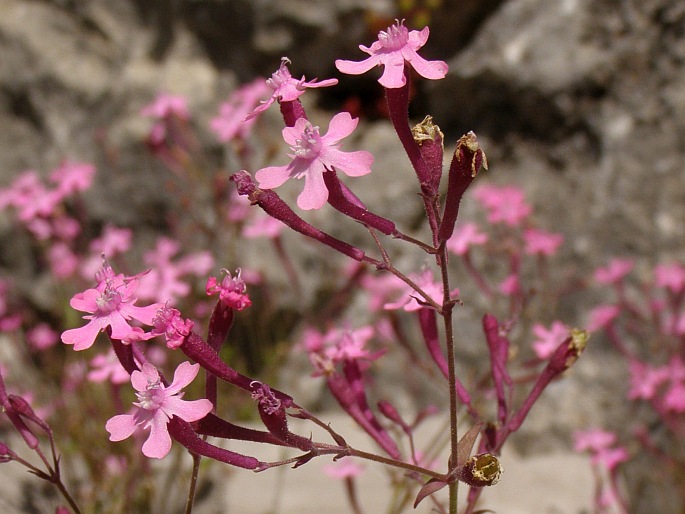 Silene aegyptiaca