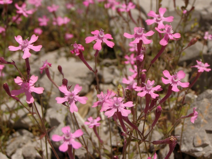 SILENE AEGYPTIACA (L.) L. f. – silenka