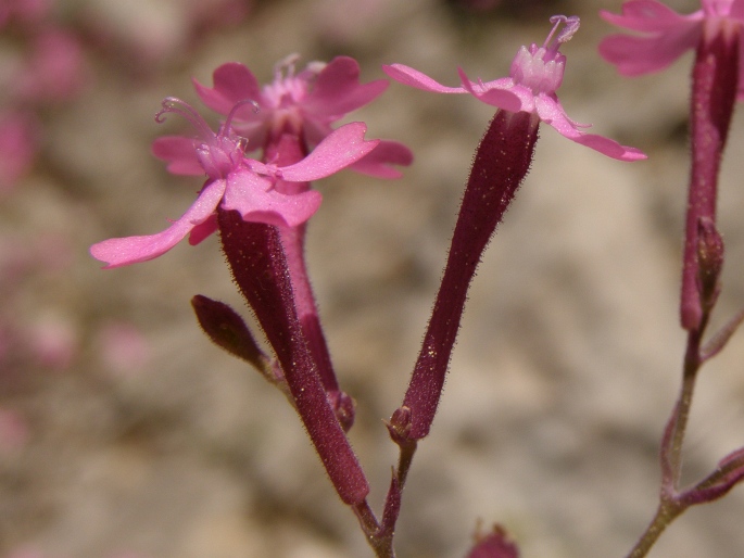 Silene aegyptiaca