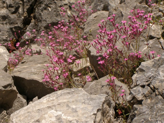 Silene aegyptiaca