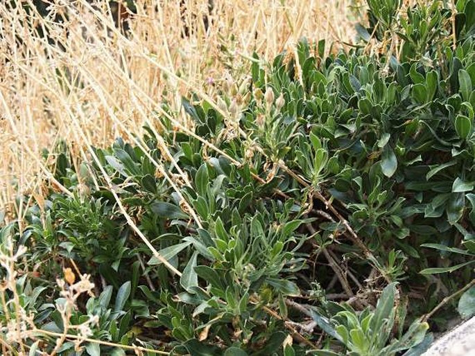 Silene fruticosa