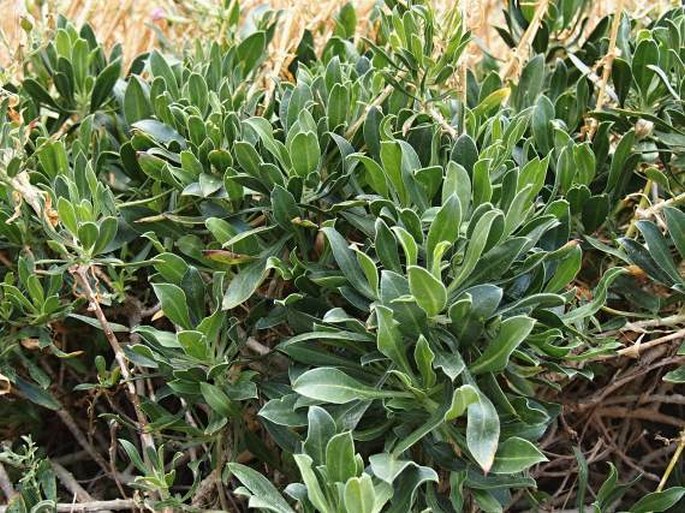 Silene fruticosa