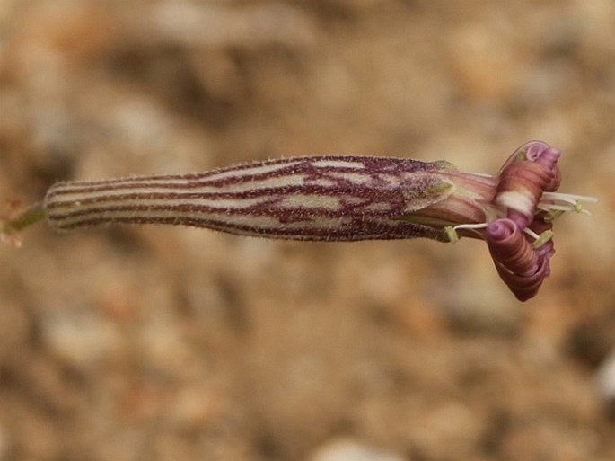 Silene moorcroftiana