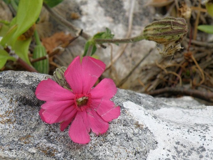 SILENE ORNATA Aiton – silenka