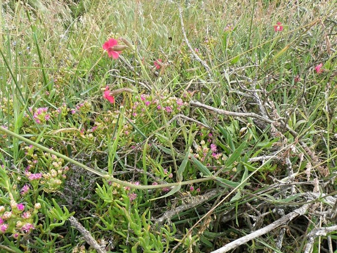 Silene ornata