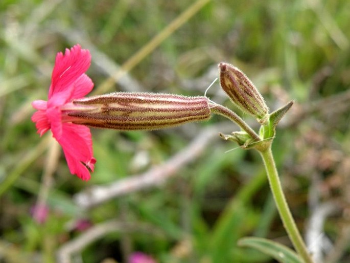 Silene ornata