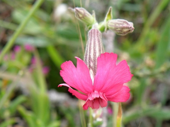 Silene ornata