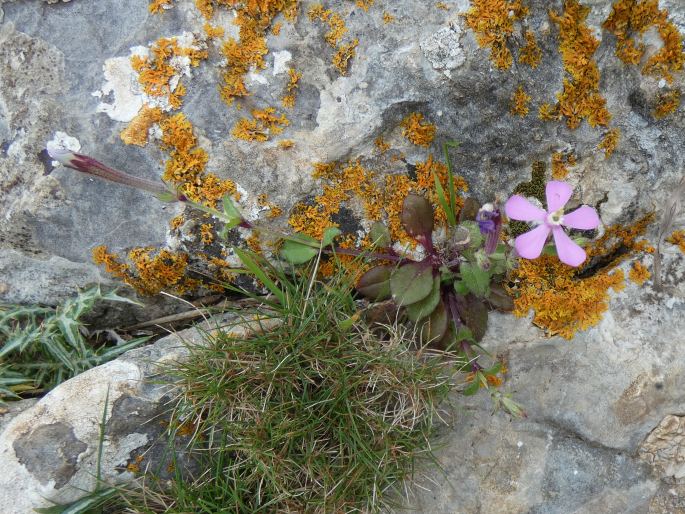 Silene pseudoatocion
