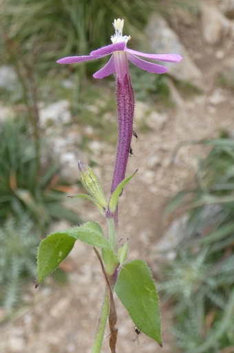 Silene pseudoatocion