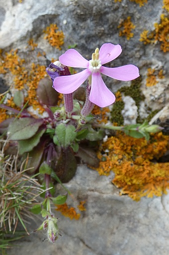 Silene pseudoatocion