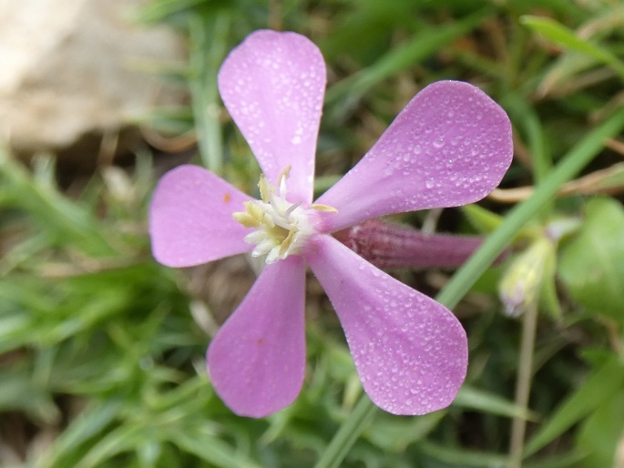 Silene pseudoatocion