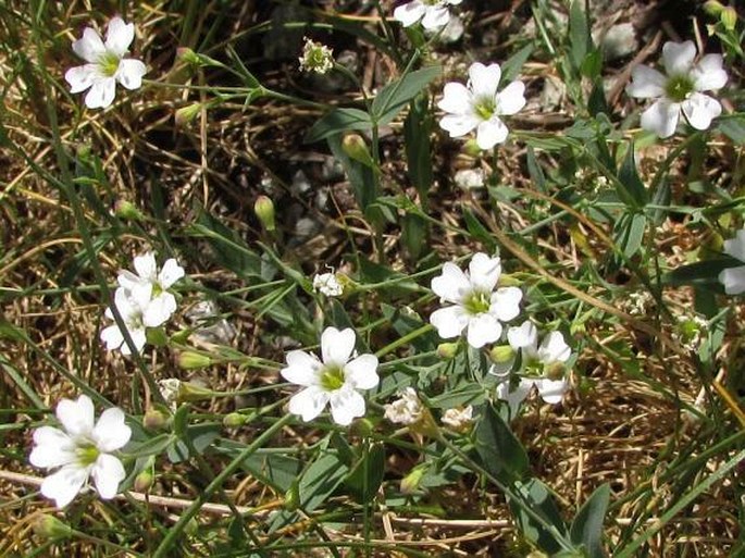 SILENE RUPESTRIS L. – silenka skalní