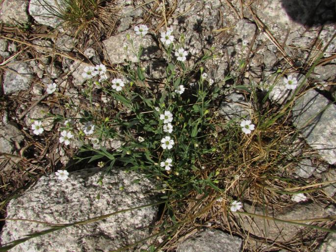 Silene rupestris