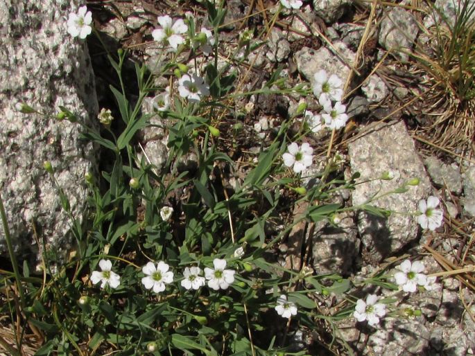 Silene rupestris