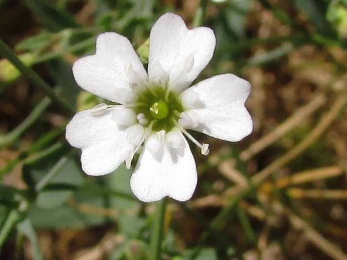 Silene rupestris