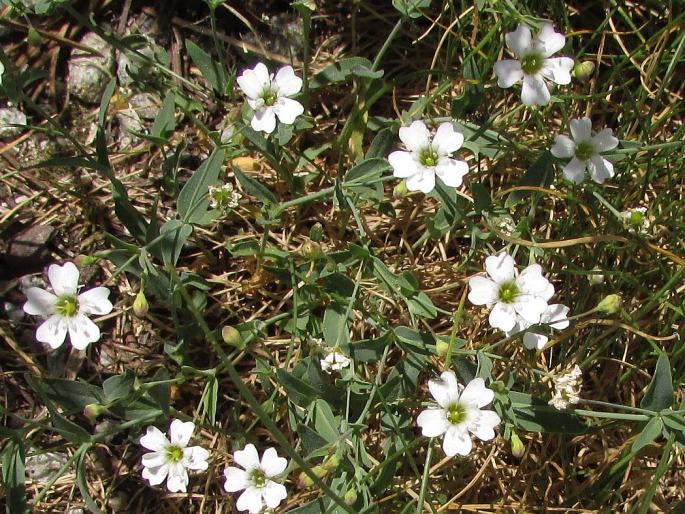 Silene rupestris