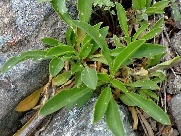 Silene sendtneri