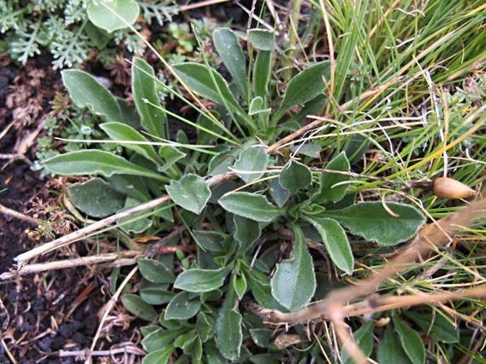 Silene italica subsp. sicula