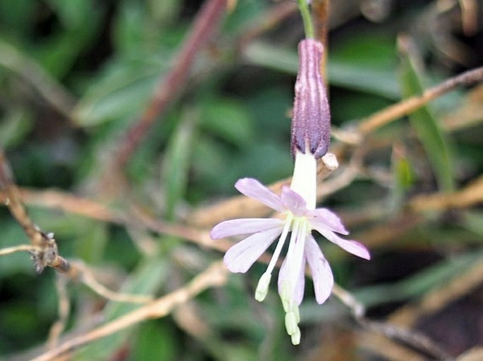 Silene italica subsp. sicula