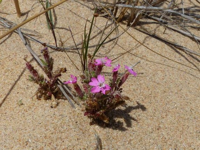 Silene littorea