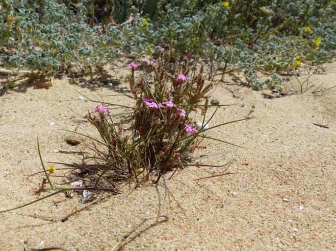 Silene littorea