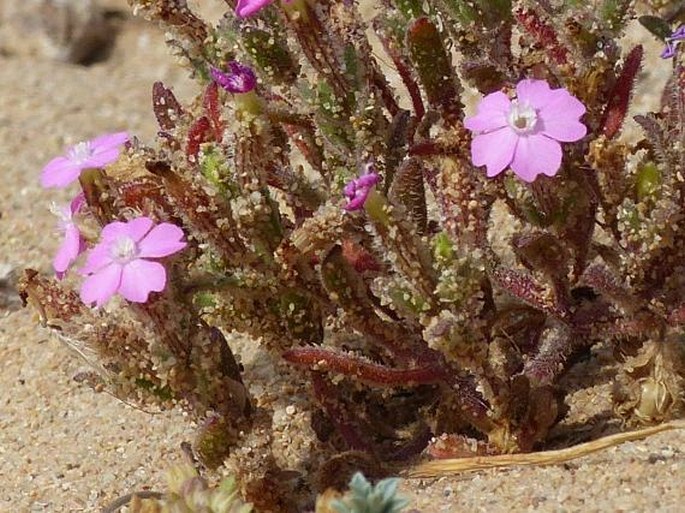 Silene littorea