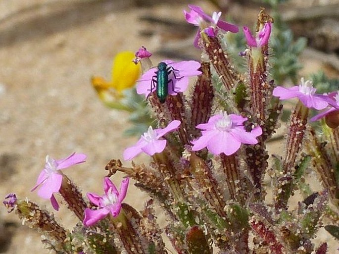 SILENE LITTOREA Brot. – silenka