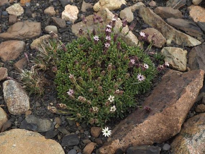 Silene antarctica